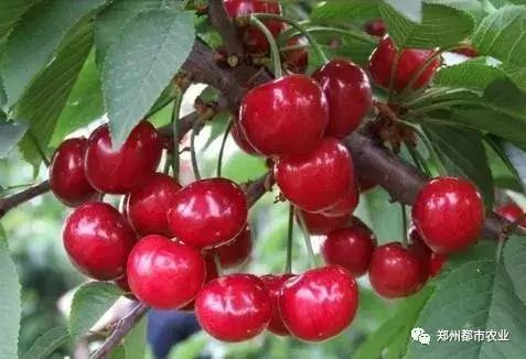 河南特产礼物,郑州特产送人的特色礼品