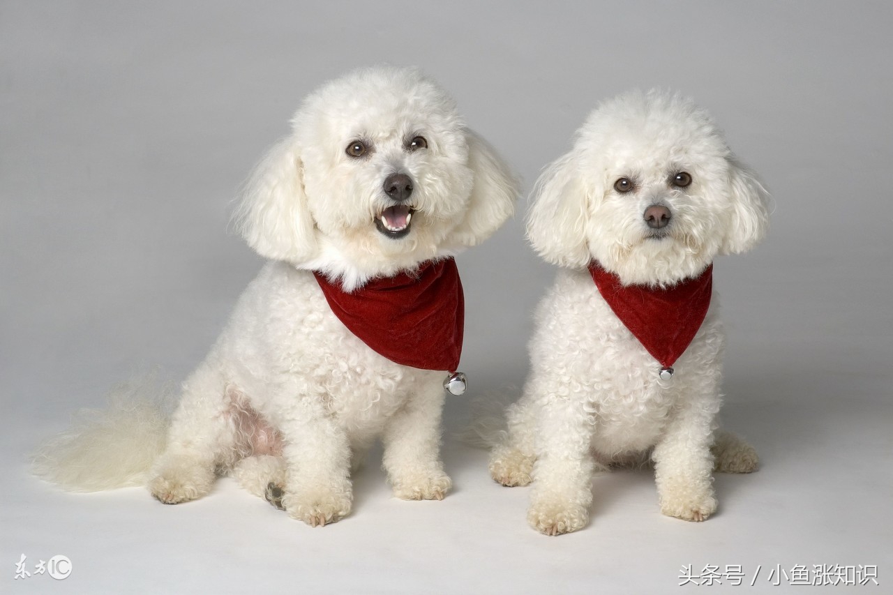 狗狗中毒吃什么解毒,每日科普动物冷知识