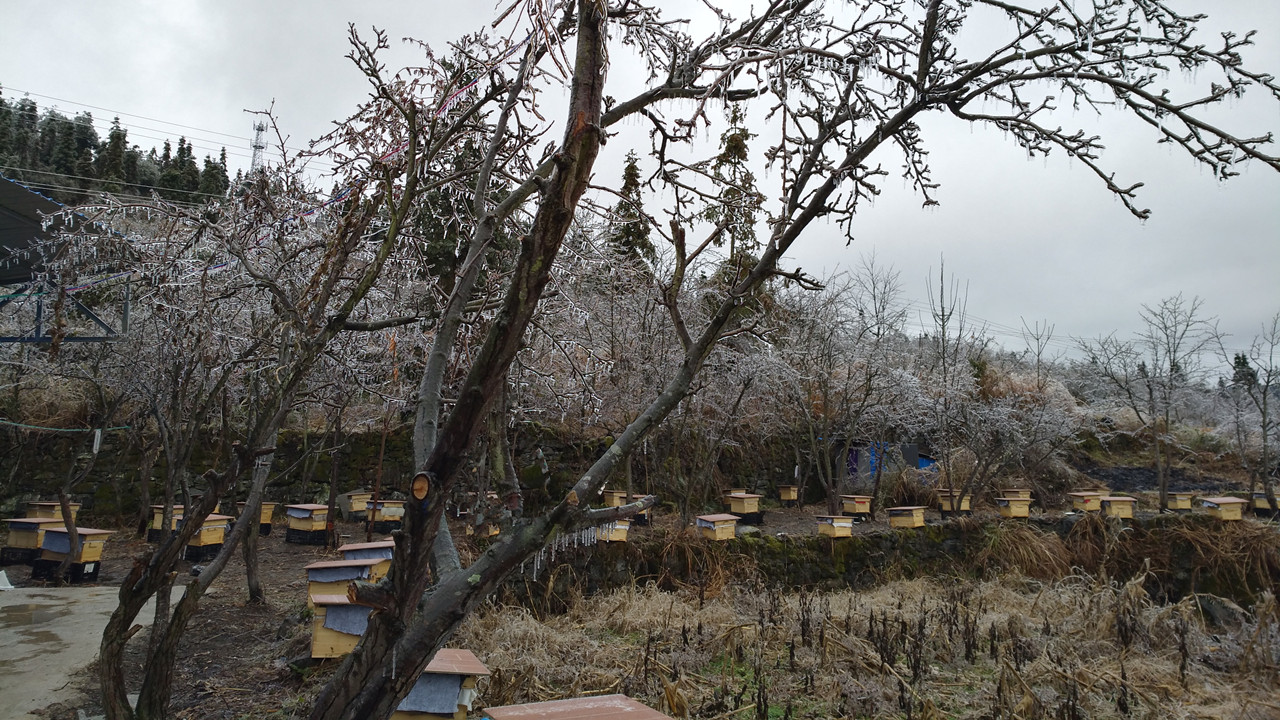 养蜂最新春繁法及注意事项,蜜蜂春旱怎么处理