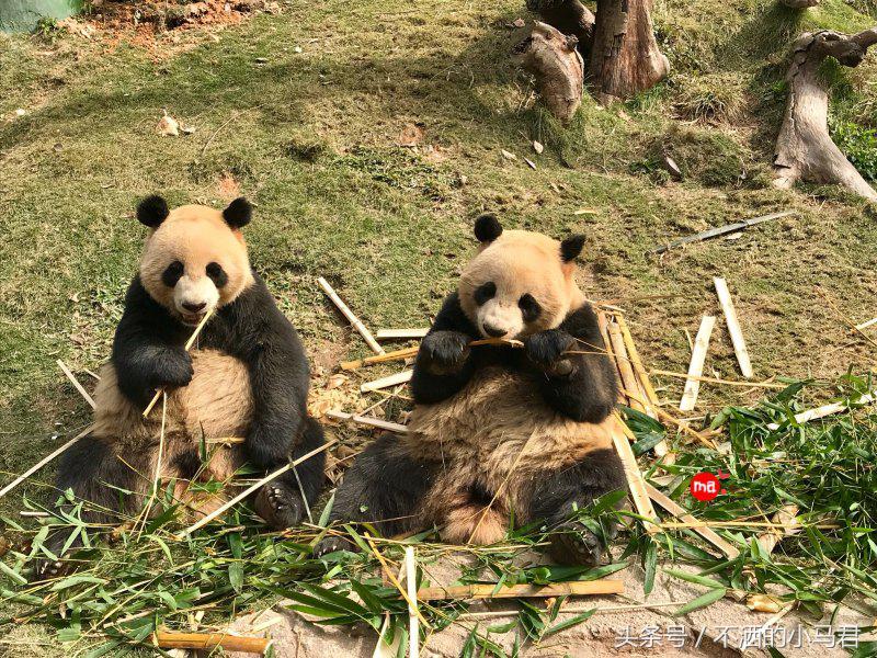 长隆野生动物园3天2晚亲子游,广州长隆野生动物园亲子游攻略