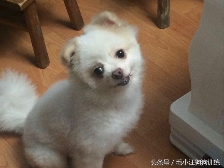 怎样治博美歪头,歪脖可不可以矫正