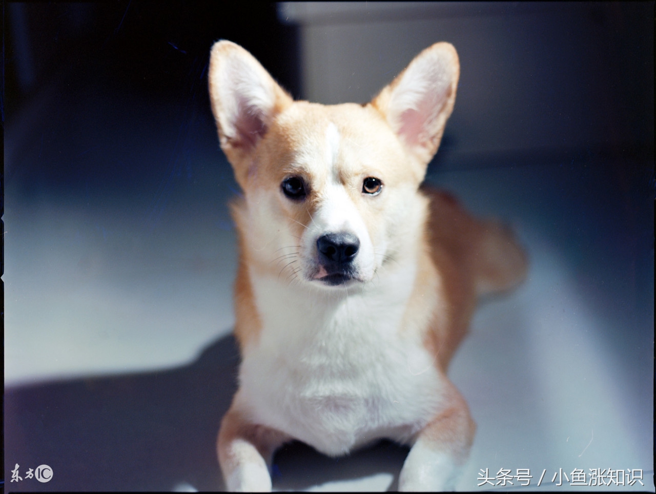 狗狗中毒吃什么解毒,每日科普动物冷知识