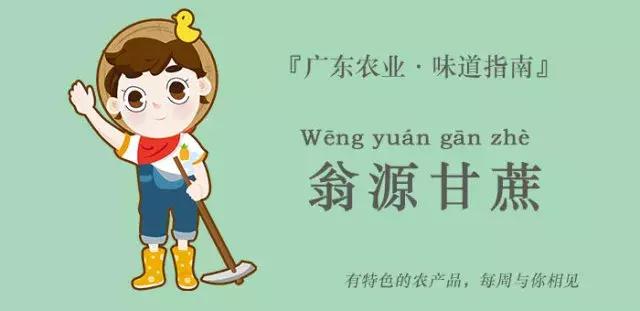 甜而不腻的甘蔗,现在的黑皮甘蔗够甜吗