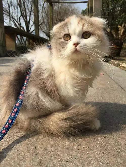 治疗猫癣过程注意什么,猫咪预防猫癣用什么药比较好