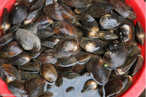 农村河里的这些小野味，你吃过吗？个个是绝品，超好吃！