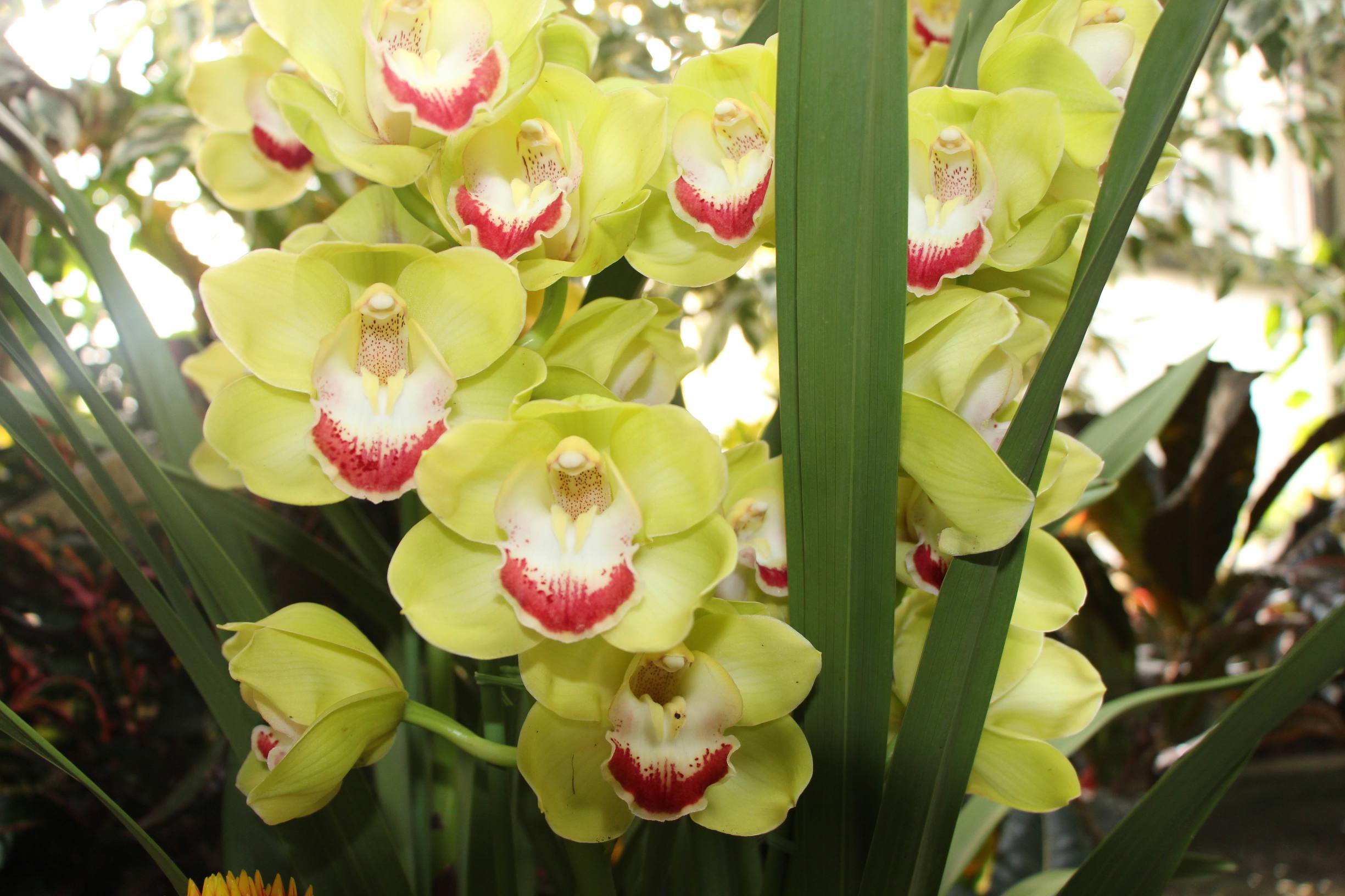 旅行青蛙现状,旅行青蛙为什么让人操碎心