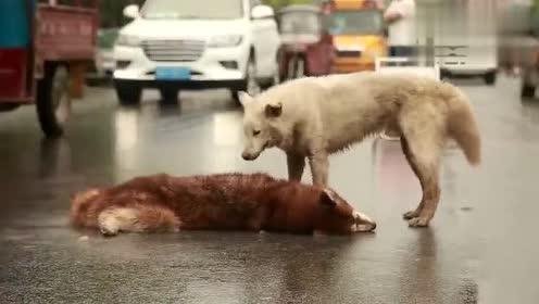 狗狗食道损伤多久能恢复,狗狗眼角膜损伤怎么办