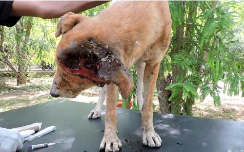 狗狗食道损伤多久能恢复,狗狗眼角膜损伤怎么办