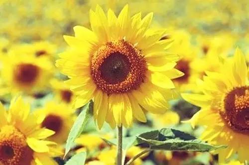 抑郁症自测表测出轻度抑郁怎么办,比较权威的抑郁症自测表