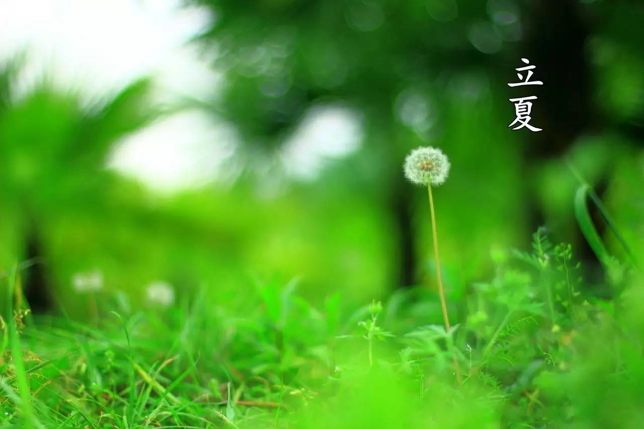 却是石榴知立夏,却是石榴知立夏年年花开什么意思