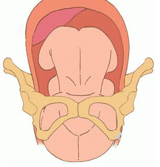 孕妇分娩过程中按肚子,孕妇的分娩过程