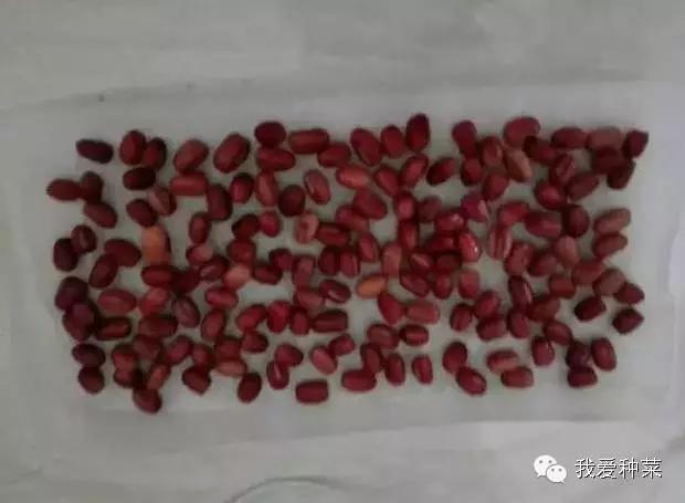 纸上种菜观察记录,纸上种菜