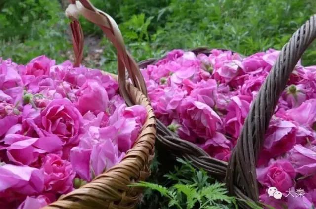 大秦：变天了，轻微商怎么玩？