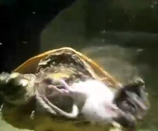 鳄龟活吞老鼠,鳄龟咬人瞬间死亡