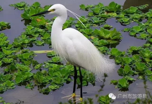 广州洗肺又小众的山水秘境,广州清幽景点