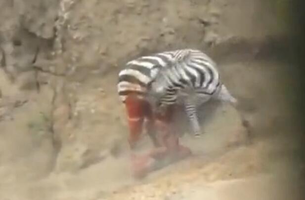 鳄鱼咬破蟒蛇的肚子,斑马被鳄鱼狠咬肚子后逃脱