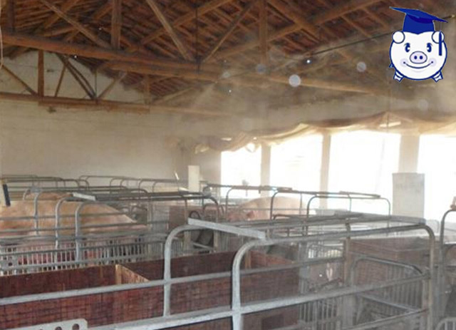 山泉水藏香猪散养基地猪舍建设,现代化散养户猪舍怎么建