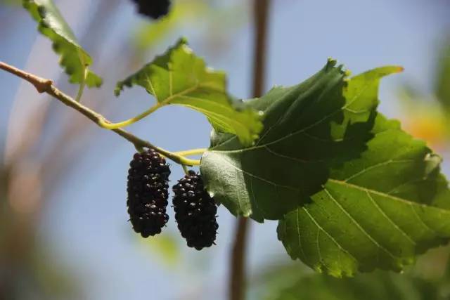 悦榕庄banyantree酒店,新加坡民丹岛酒店攻略