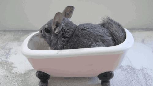 迷你浴缸给小奶猫洗澡 (龙猫在浴缸里洗澡)