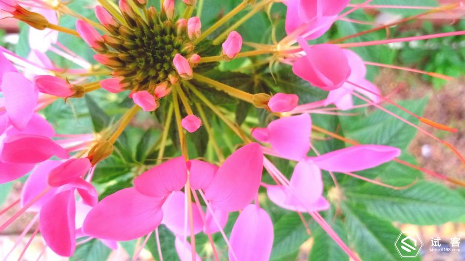 金立天鉴w909系统还可以再升级吗,金立天鉴w909手机充不了电怎么办