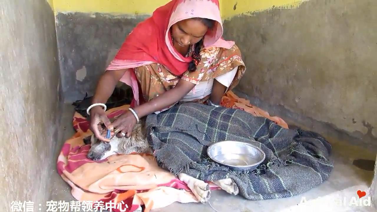 这只流浪狗屁股溃烂长蛆,快要自我放弃时这些人的到来让它重生