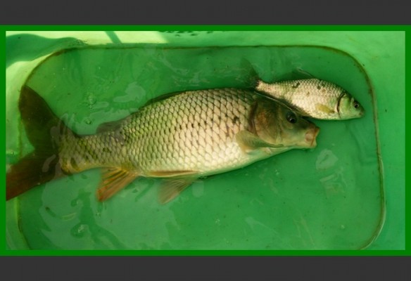 閲庨挀鐑х儰缁濅匠鐮佸ご,鎺ㄨ崘閽撻奔鐑х儰