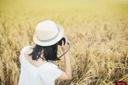 紫溪半岛,紫溪半岛花海