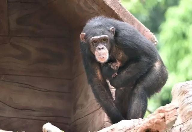 长隆野生动物世界小孩子入园攻略,长隆野生动物园儿童免门票