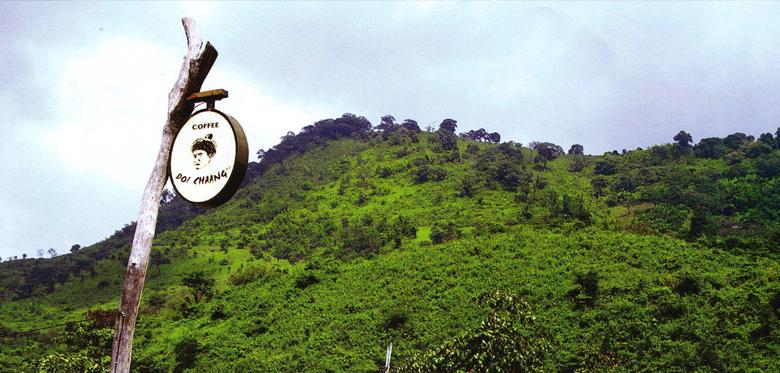 泰国DoiChaang,排在世界1%前的咖啡品质
