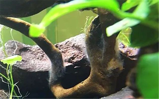 杜鹃根为什么会长菌膜,杜鹃根的菌膜会导致缺氧吗