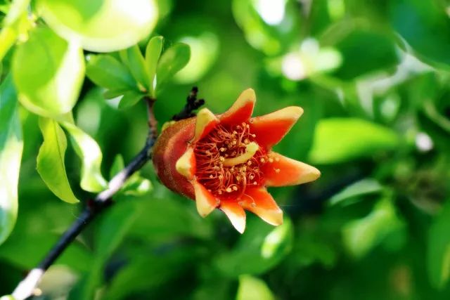 记忆里的那些花儿｜石榴花开，生如夏花之绚烂