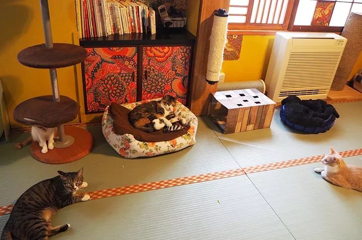 甜蜜蜜暖洋洋：在东京和你的TA去这8个地方TokyoGirls