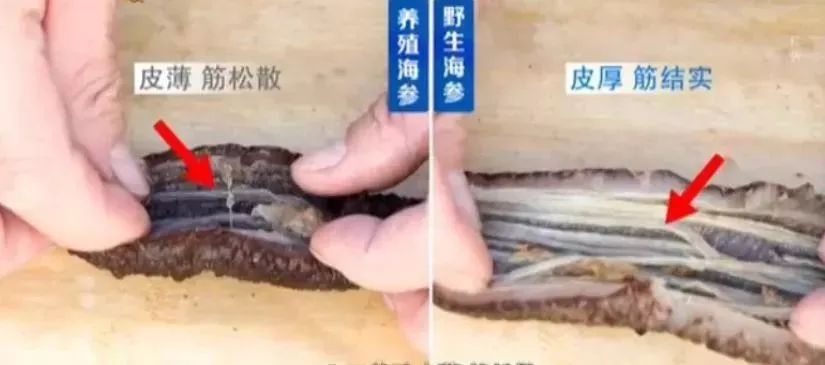 十块钱吃海鲜,吃海参的秘密