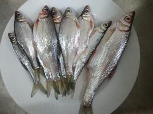 农村乡下水里的这些野货，你小时候有没有捉过？觉得好吃吗？