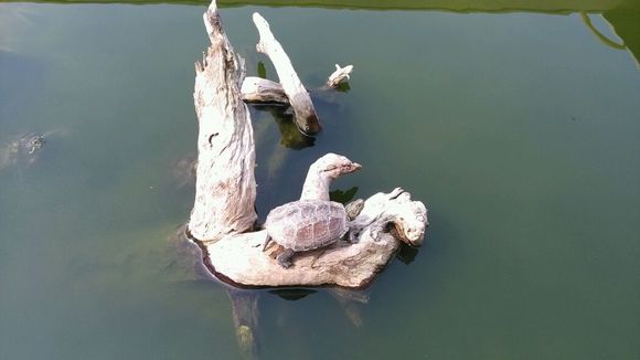 绿水养龟的方法和注意事项,养龟神器绿水怎么养