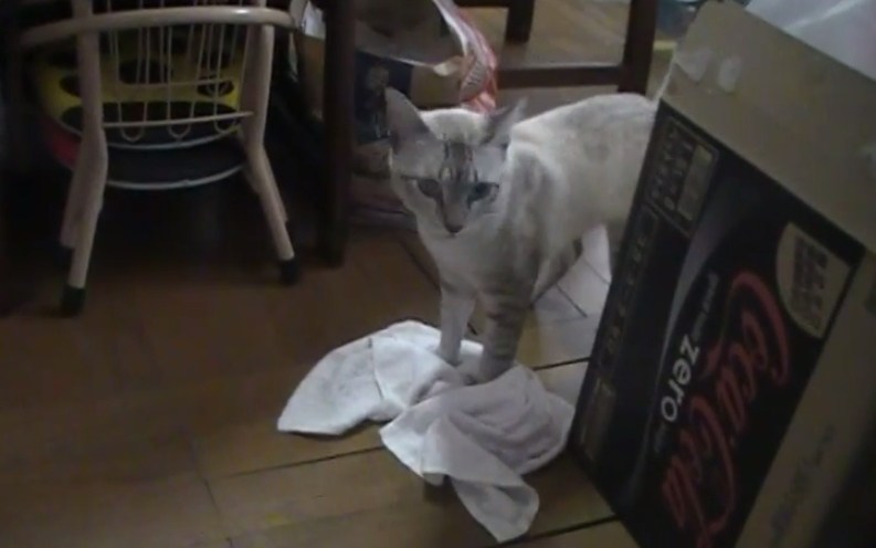 这位猫奴真是令人羡慕嫉妒恨，因为他家猫咪会用抺布地擦地板