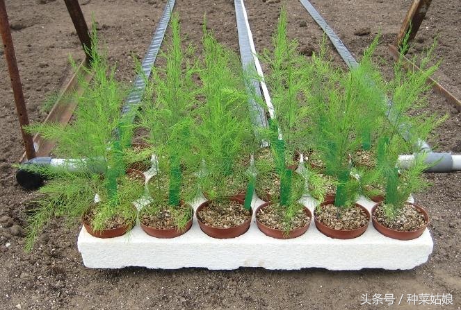 种植芦笋的正确方法,芦笋育苗出苗率只有百分之80