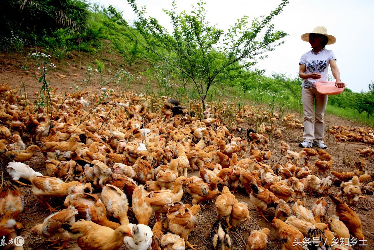 散养土鸡合适吗,散养土鸡哪种抵抗力强