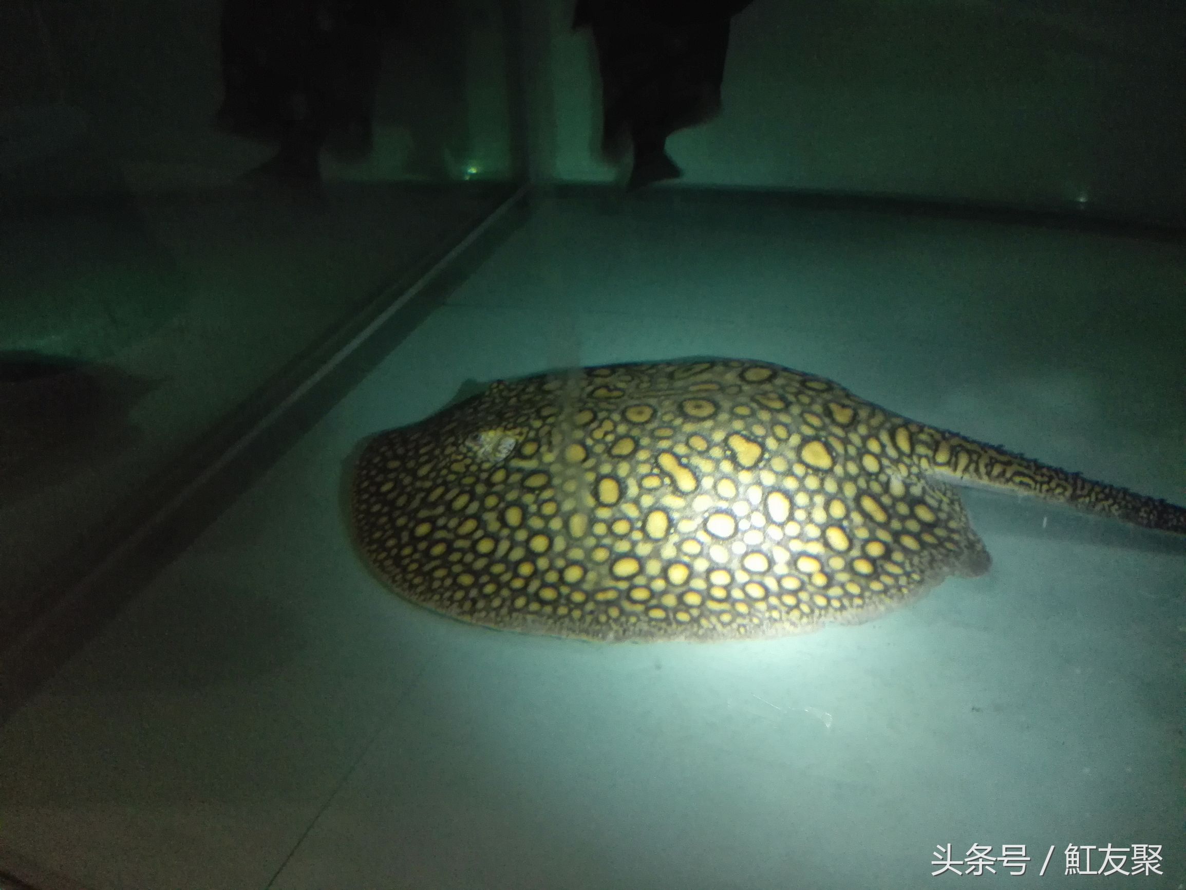 魟鱼翘嘴,魟鱼饲养技术优酷视频