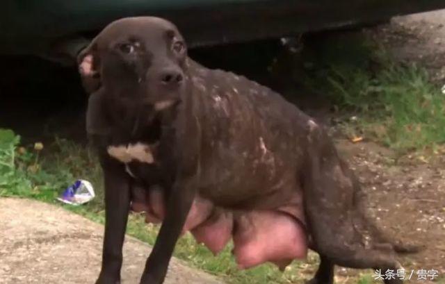 狗妈妈涨奶最后烂了怎么办,狗妈妈涨奶求助