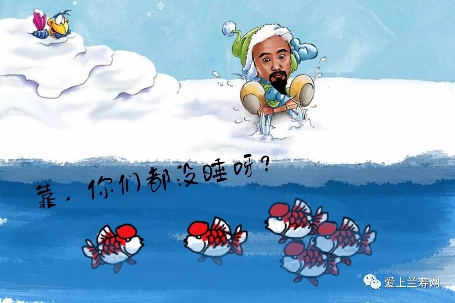 老天聊鱼（第二十一课）说说金鱼冬眠这事儿