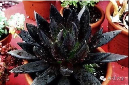 自然界中仅有的八种黑色的花,23种黑色花图片