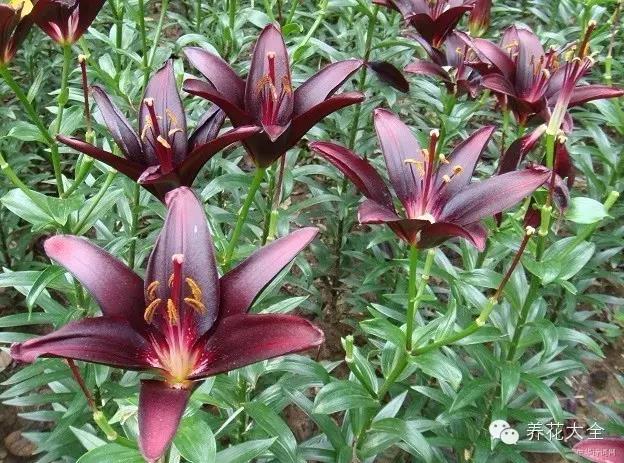 自然界中仅有的八种黑色的花,23种黑色花图片