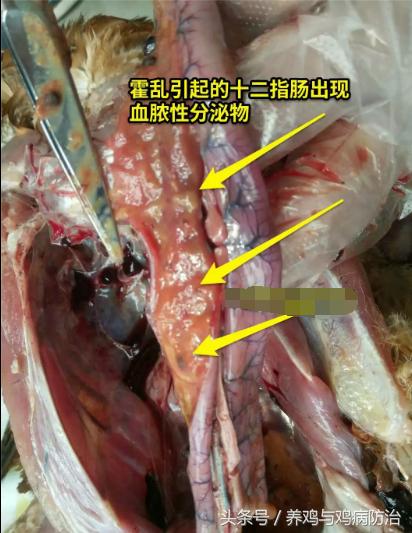 养鸡常见病顺口溜,高温高湿天养鸡常见病