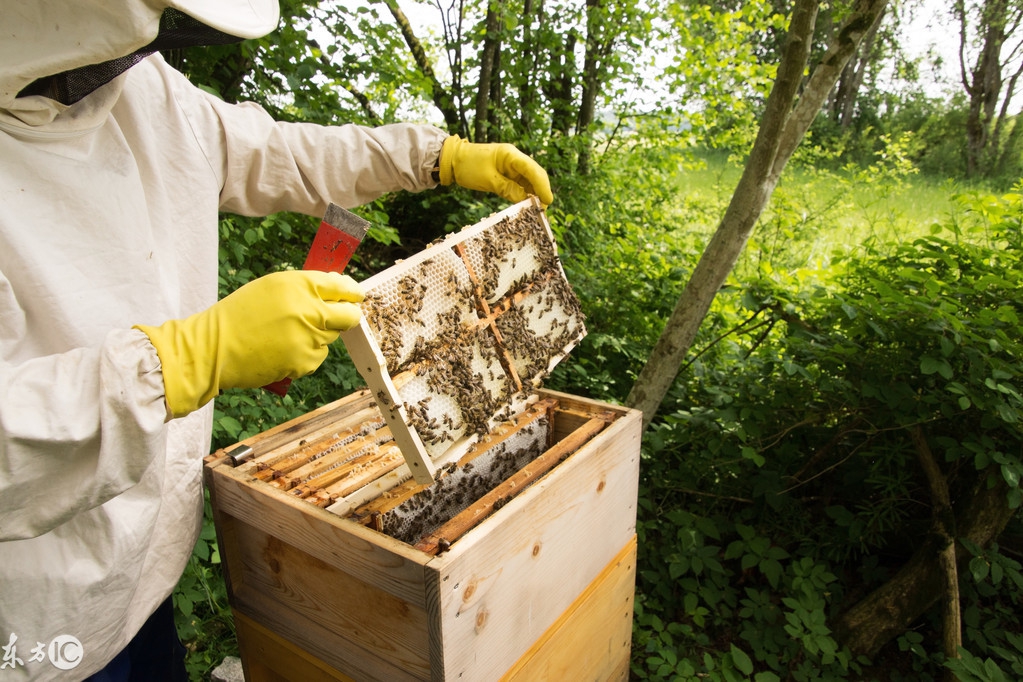 养蜂如何防止蜜蜂死亡,蜜蜂养殖技术养蜂常识