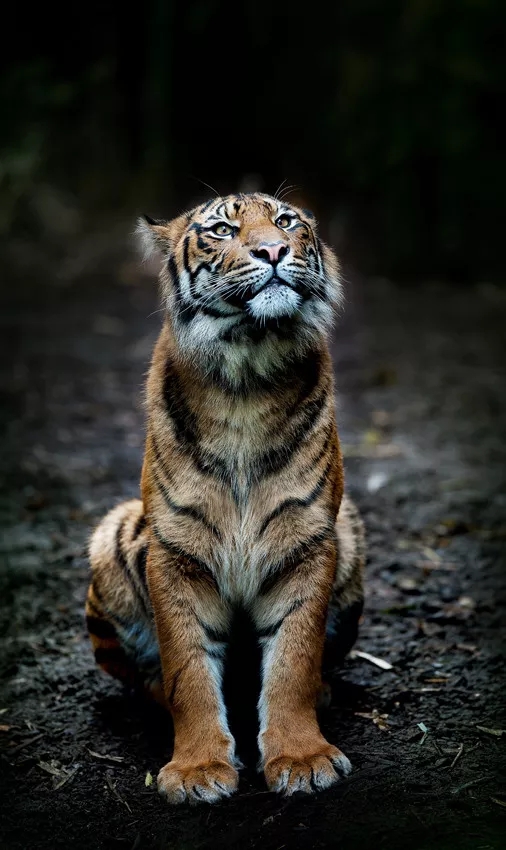 壁纸老虎狮子超霸气超清壁纸,大象老虎狮子谁才是百兽之王