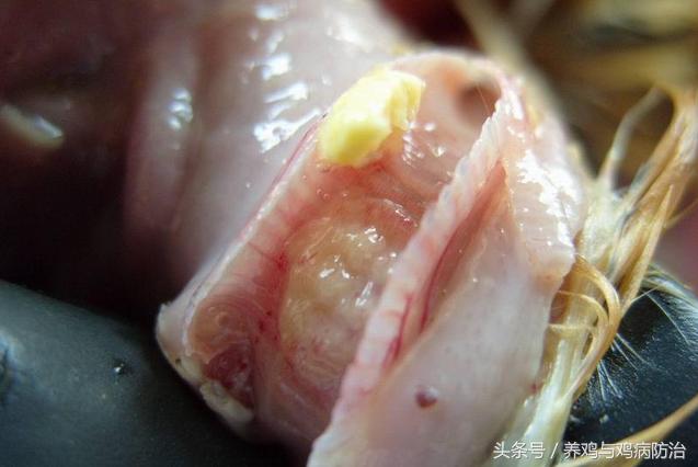 养鸡常见病顺口溜,高温高湿天养鸡常见病