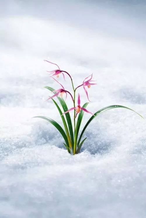 咏兰诗词十首,咏兰五绝诗词