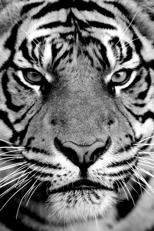 壁纸老虎狮子超霸气超清壁纸,大象老虎狮子谁才是百兽之王