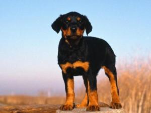 忠心护主不咬人的狗有哪些品种,忠心护主的狗完整视频